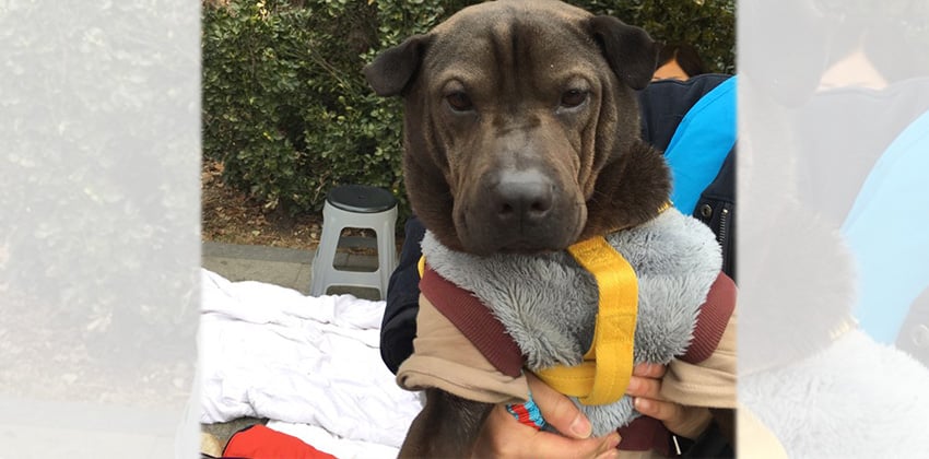 Mugg is a Medium Male Shar Pei mix Korean rescue dog