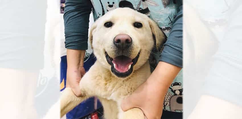 Myungsoo is a Medium Male Labrador mix Korean rescue dog