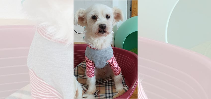 Nalyn is a Small Female Mixed Korean rescue dog