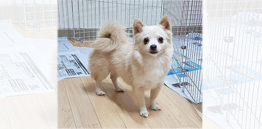 Nam-soon is a Small Female Pomeranian mix Korean rescue dog
