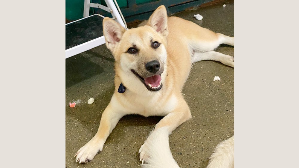 Namdong is a Medium Male Jindo mix Korean rescue dog