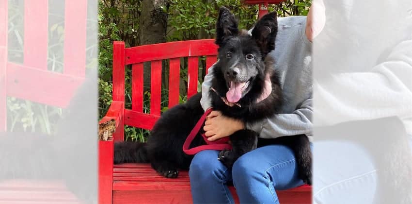 Namgil is a Medium Male Belgian shepherd mix Korean rescue dog