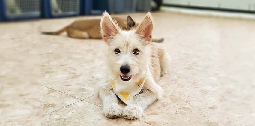 Namhae is a Small Male Terrier mix Korean rescue dog