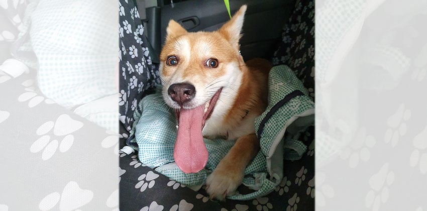 Namjoo is a Medium Female Shiba inu mix Korean rescue dog