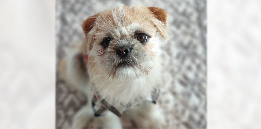 Namnam is a Medium Male Shihtzu Korean rescue dog