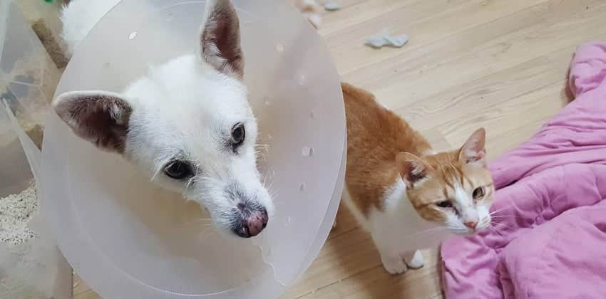 Nana is a Medium Female Jindo Mix Korean rescue dog