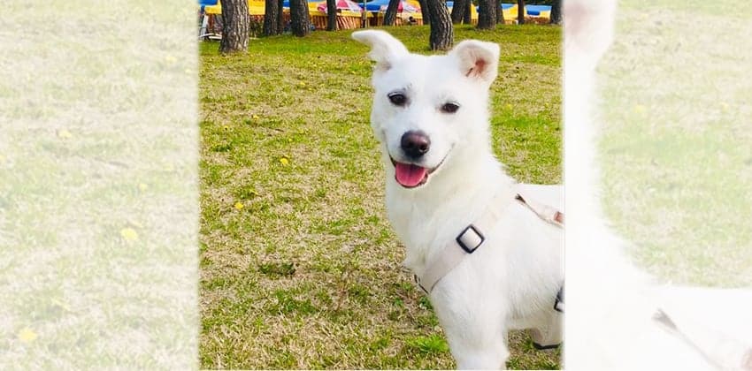 Nana 2 is a Medium Female Jindo mix Korean rescue dog