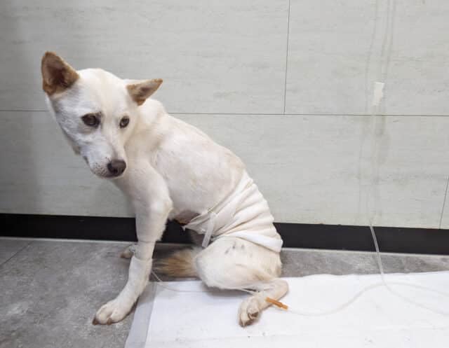 Nana From Siheung Dog Meat Farm