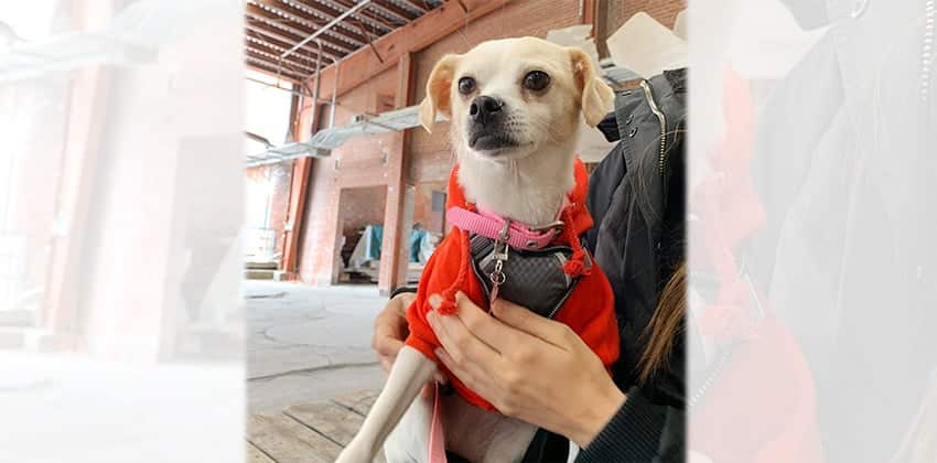 Nancho is a Small Female Chihuahua mix Korean rescue dog