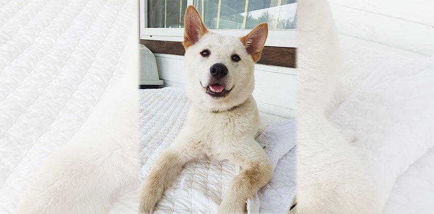 Nansoon is a Medium Female Jindo mix Korean rescue dog