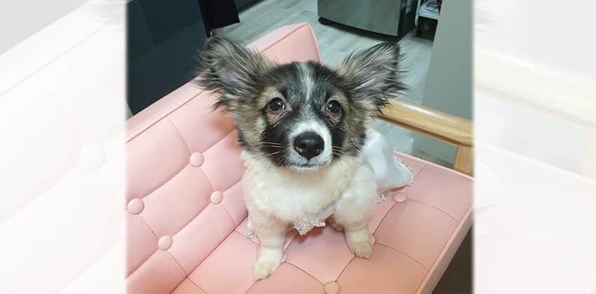 Nara is a Small Female Mittelspitz mix Korean rescue dog