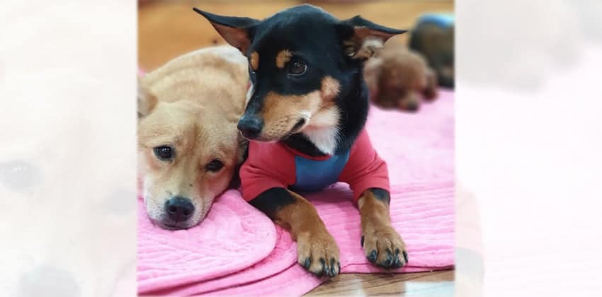 Naram is a Small Male Miniature Pinscher Mix Korean rescue dog