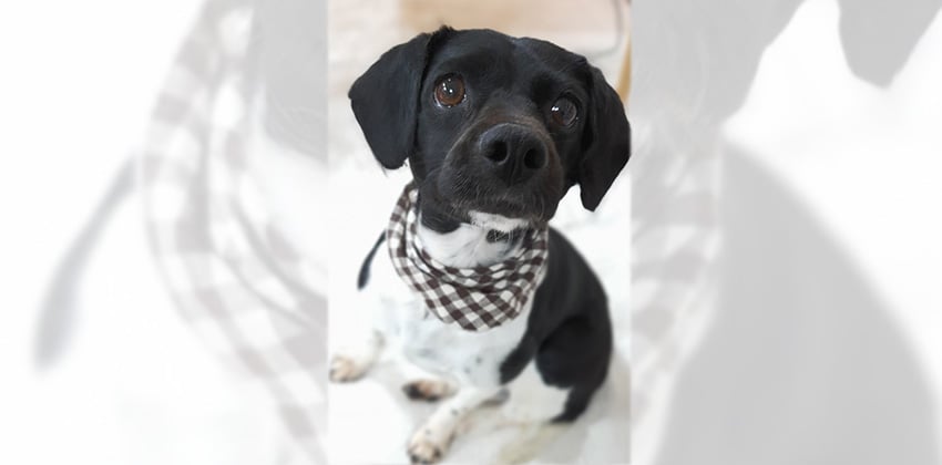 Nari is a Medium Female Beagle mix Korean rescue dog