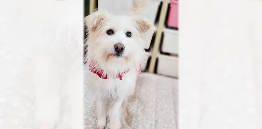 Nayoung is a Small Female Terrier mix Korean rescue dog