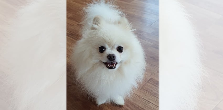 Nenne is a Small Male Pomeranian Korean rescue dog