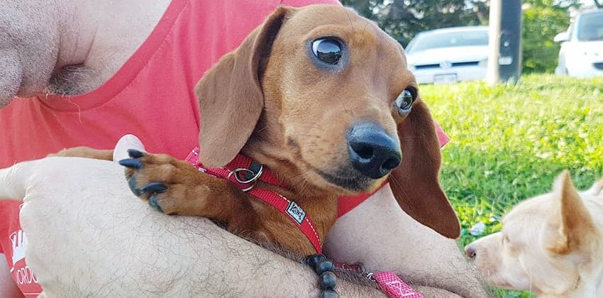 Nichkhun is a Small Male Dachshund mix Korean rescue dog