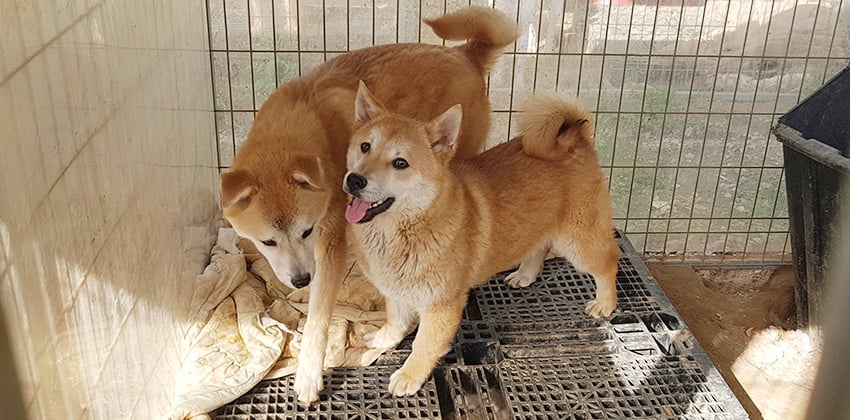 Nicko is a Medium Male Shiba Inu mix Korean rescue dog