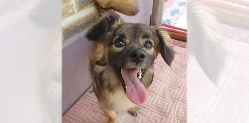Nicole is a Small Female Mittelspitz Korean rescue dog