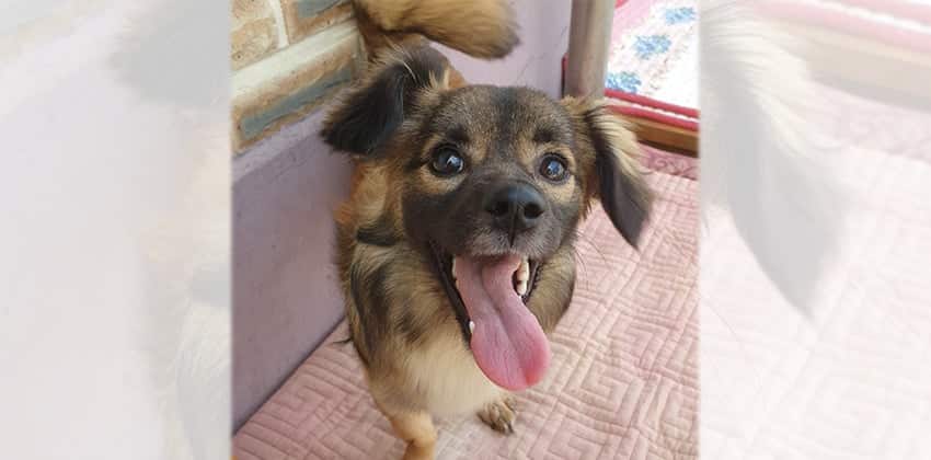 Nicole is a Small Female Mittelspitz Korean rescue dog