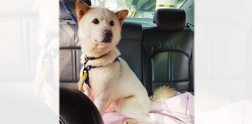 Nikoon is a Medium Male Jindo Mix Korean rescue dog