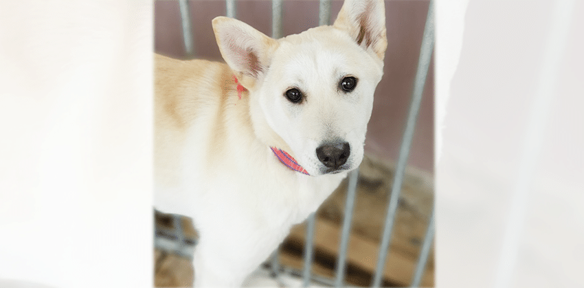 Nina is a Medium Female Jindo mix Korean rescue dog