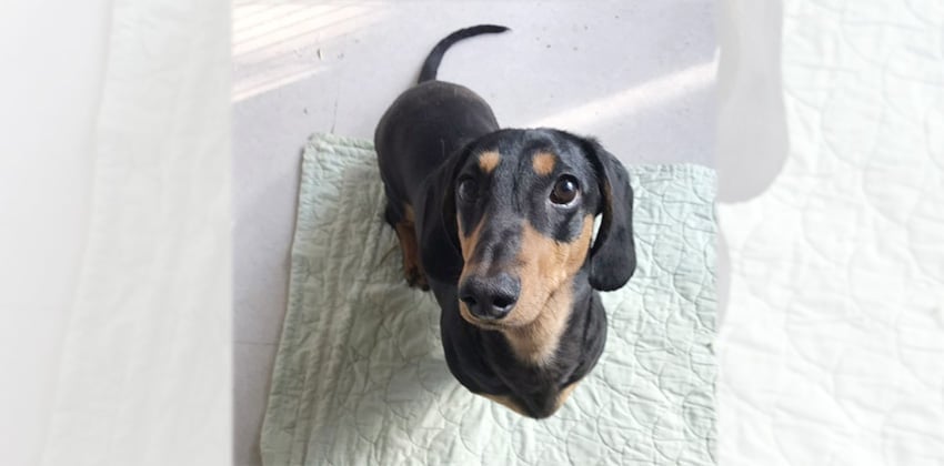 Niro is a Small Male Dachshund mix Korean rescue dog