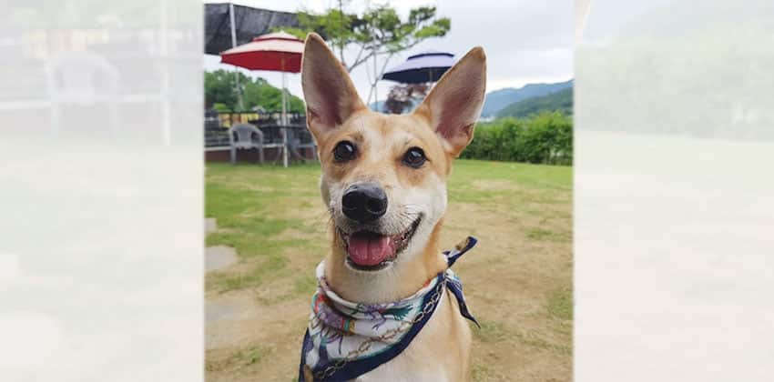 Noah is a Medium Male Jindo mix Korean rescue dog