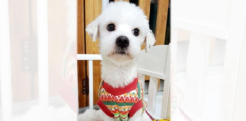 Noel is a Small Male Maltese mix Korean rescue dog