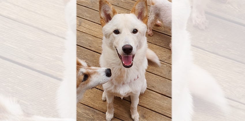 Nomah is a Medium Male Jindo mix Korean rescue dog