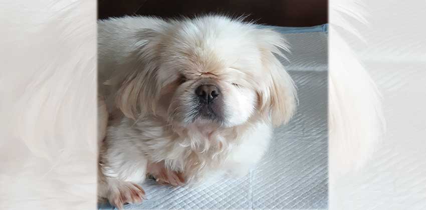 Nono is a Small Female Pekingese mix Korean rescue dog