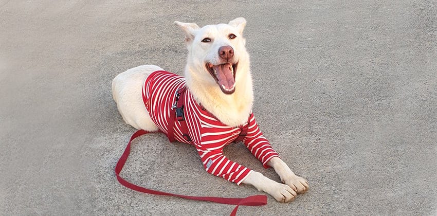 Noony is a Medium Female Jindo mix Korean rescue dog