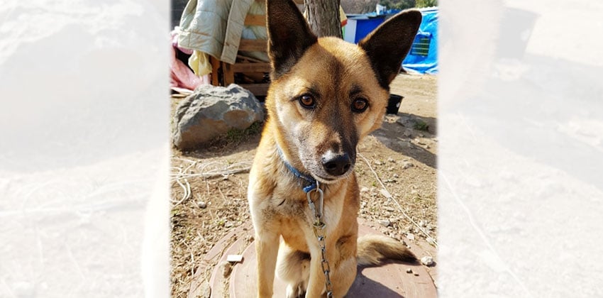 Noori is a Medium Male Jindo mix Korean rescue dog