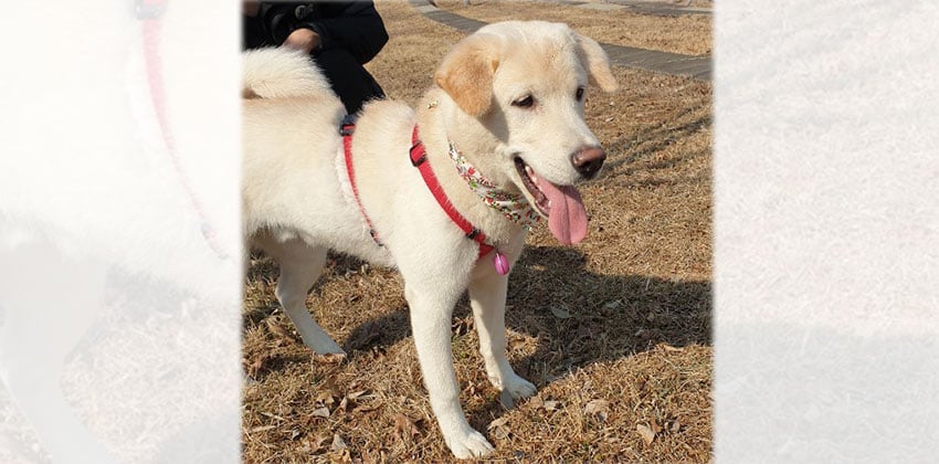 Nyma is a Medium Male Jindo mix Korean rescue dog