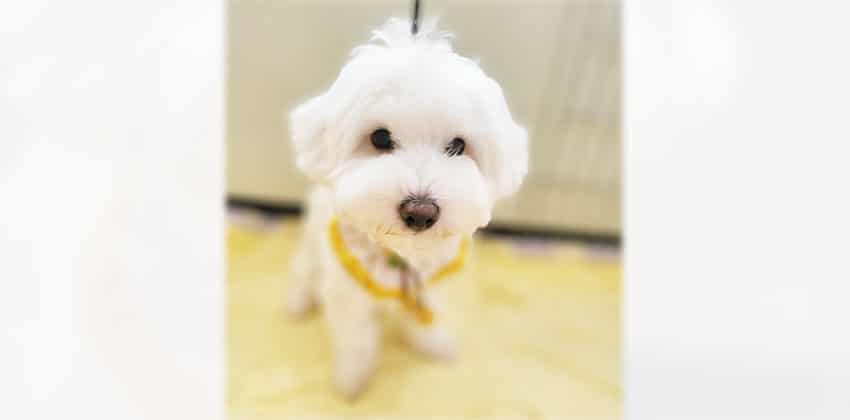 Odong 2 is a Small Male Bichon mix Korean rescue dog
