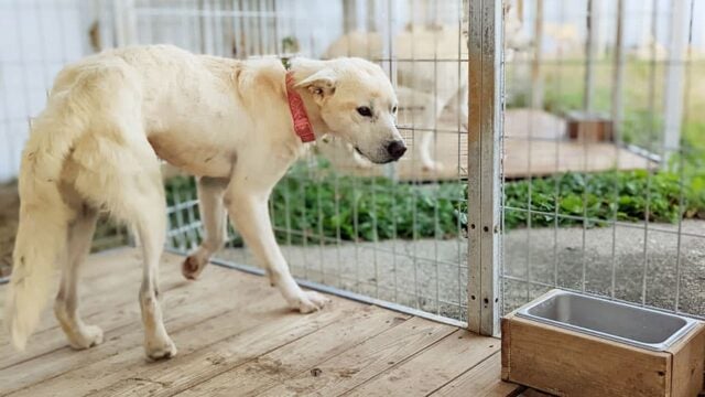 Preparing supper for dogs at the shelter