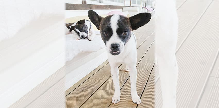 Oho is a Small Female French Bulldog mix Korean rescue dog