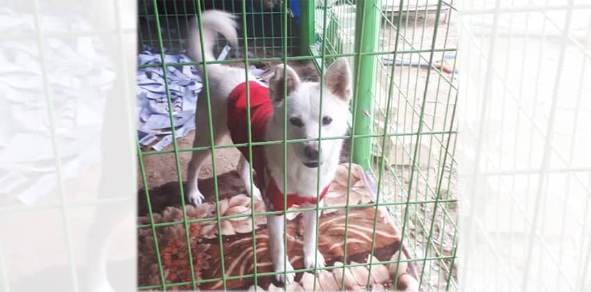 Oi is a Medium Male Jindo Korean rescue dog