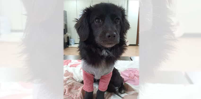 Olie is a Small Male Cocker spaniel mix Korean rescue dog