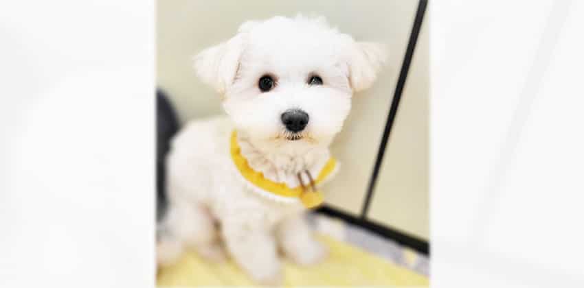 Olmang is a Small Male Poodle mix Korean rescue dog
