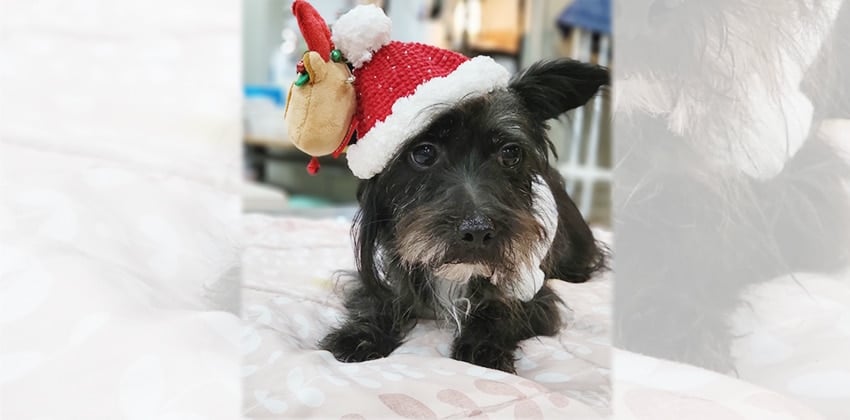 Omi is a Small Female Yorkshire terrier mix Korean rescue dog