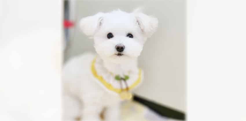 Omil is a Small Female Maltese mix Korean rescue dog