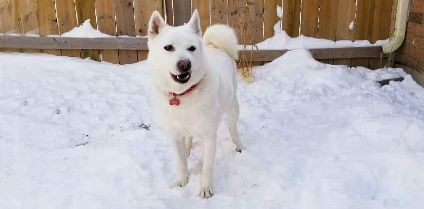 On-yu is a Large Male Jindo Korean rescue dog