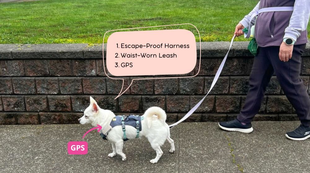 One leash system 1