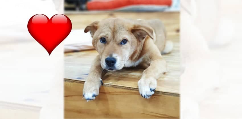Onesun is a Small Female Mixed Korean rescue dog