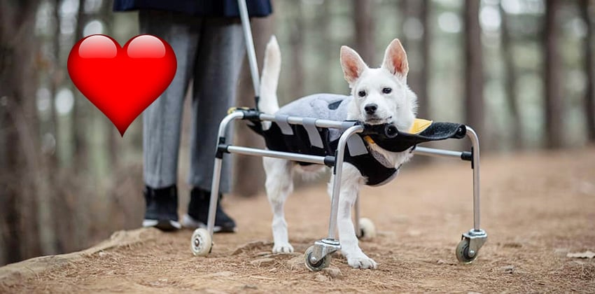 Onjung is a Medium Female Jindo mix Korean rescue dog