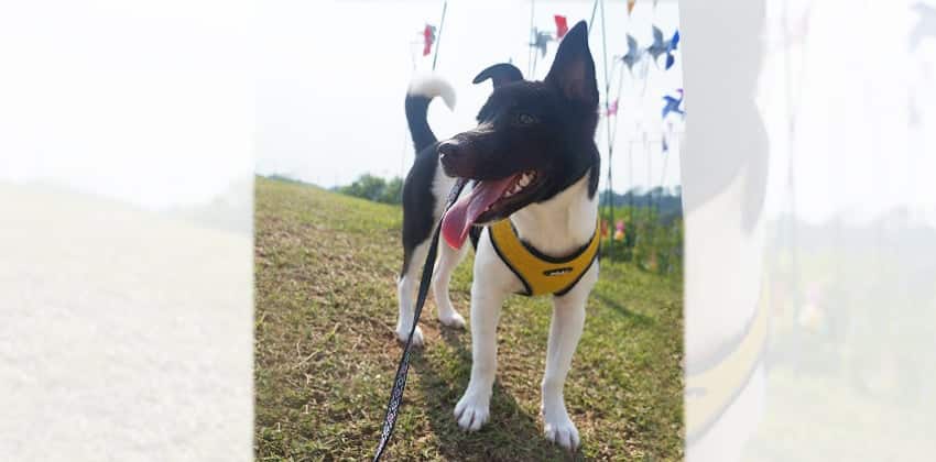 Oreo 2 is a Small Male Mixed Korean rescue dog