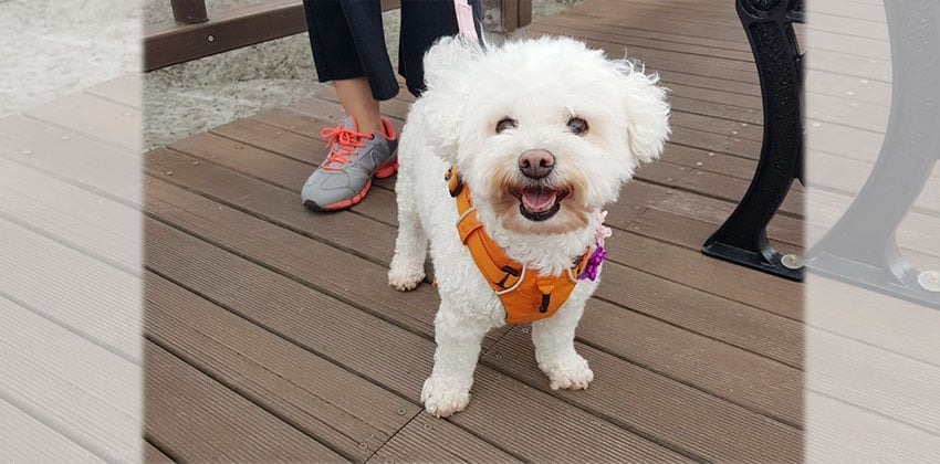 Osun is a Small Female Bichon Korean rescue dog