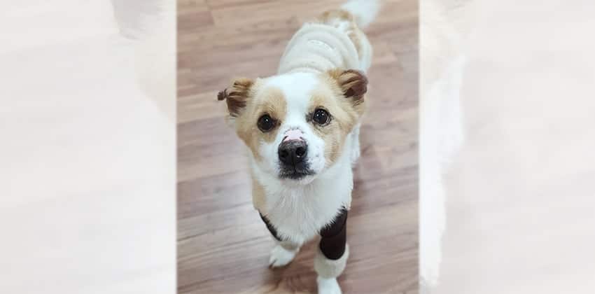 Otto is a Small Male Mixed Korean rescue dog