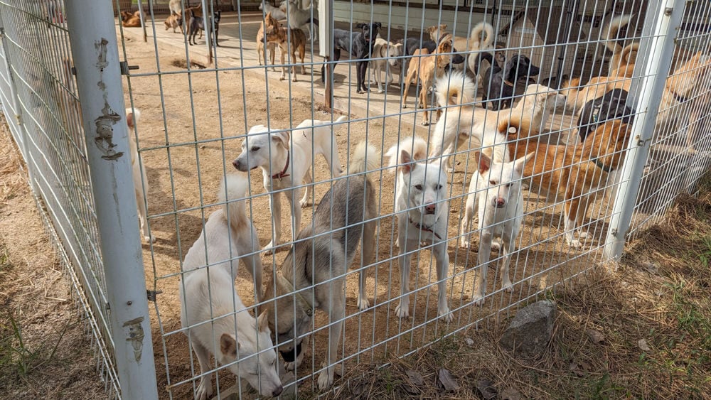 Dogs playing at the Free Korean Dogs shelter in Korea.