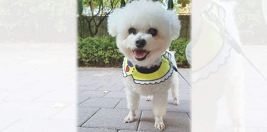 Oyoung is a Small Female Bichon Korean rescue dog
